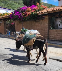 Donkey named Burritos in Oaxaca, Mexico