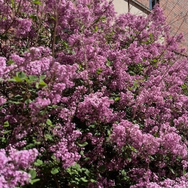 Lilacs outside of Wells Hall