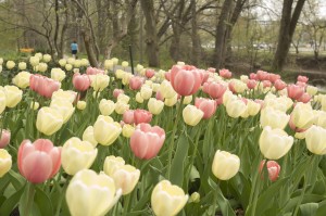 Beautiful spring tulips at MSU! 