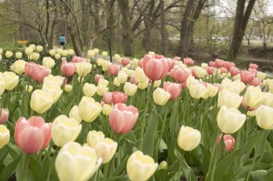 Tulip on campus